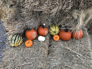 Pumpkins and gourds nestled among bales of hay